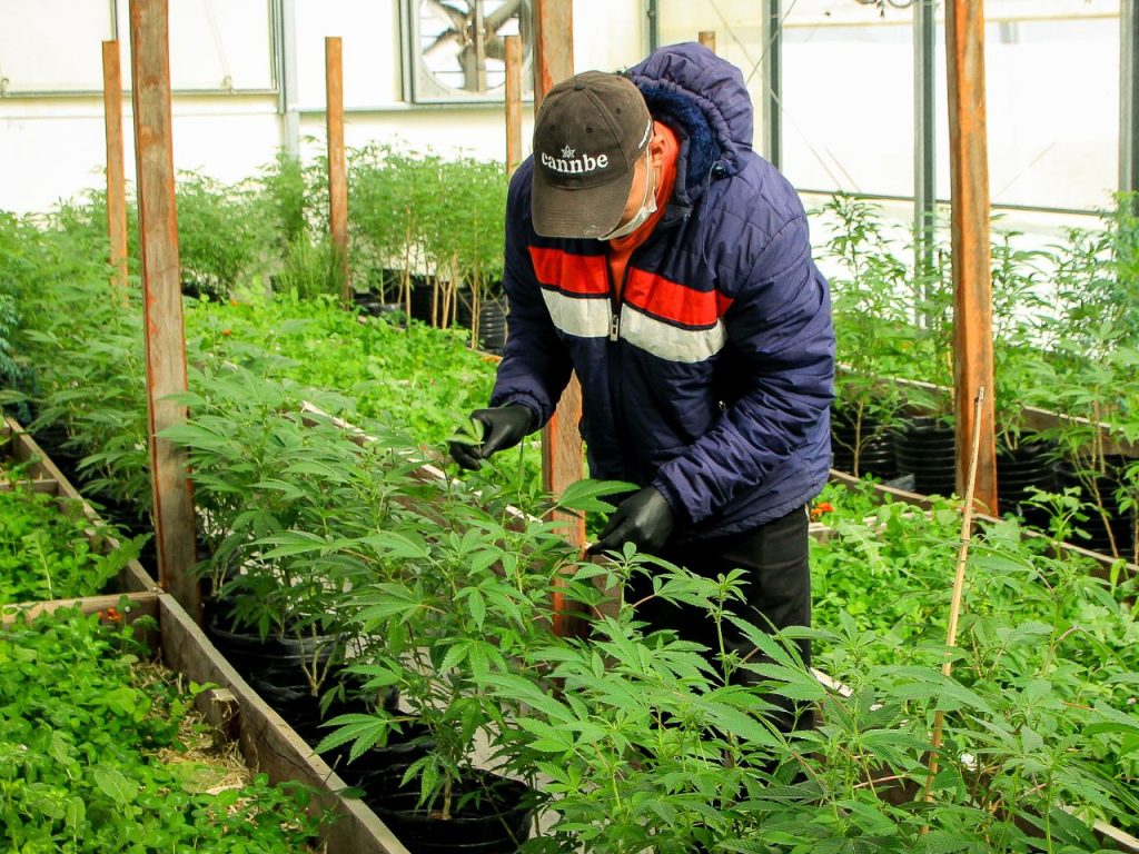 Plantación indoor de cannabis orgánico - Cannbe