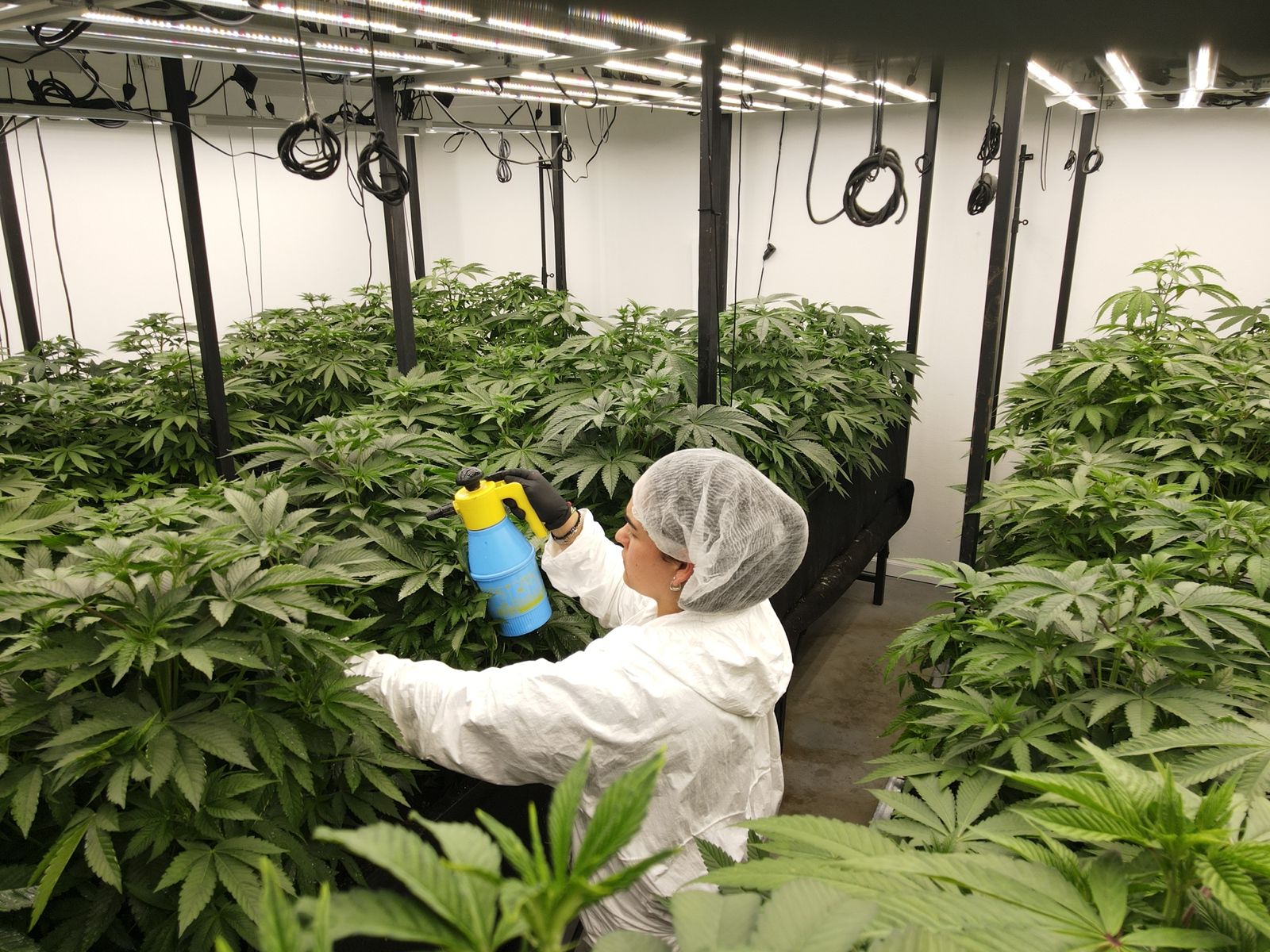 Cultivo indoor con prácticas sustentables - Cannbe