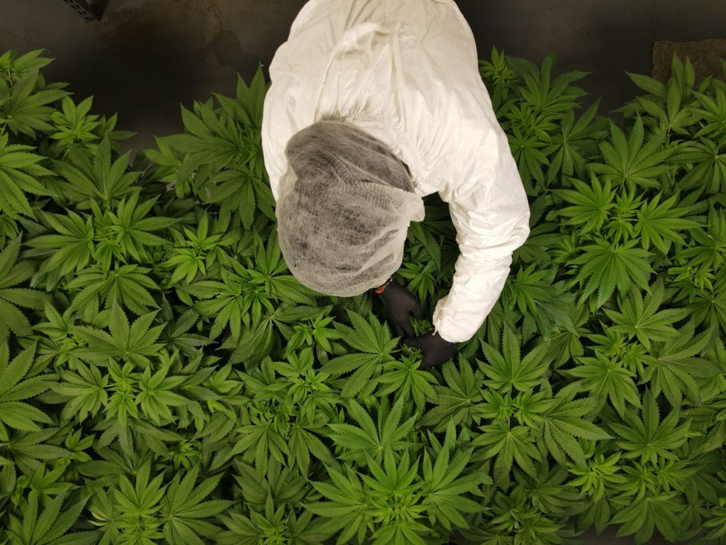 Cultivo regenerativo de cannabis - Cannbe