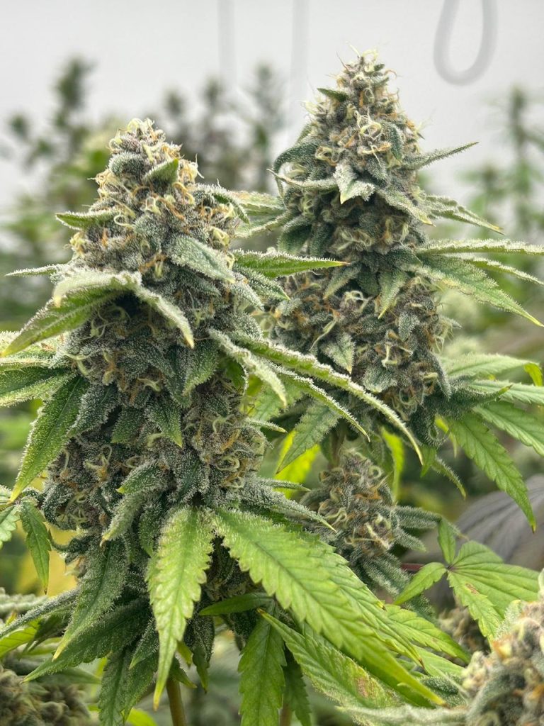 Geneticas-Cannabis-Argentina