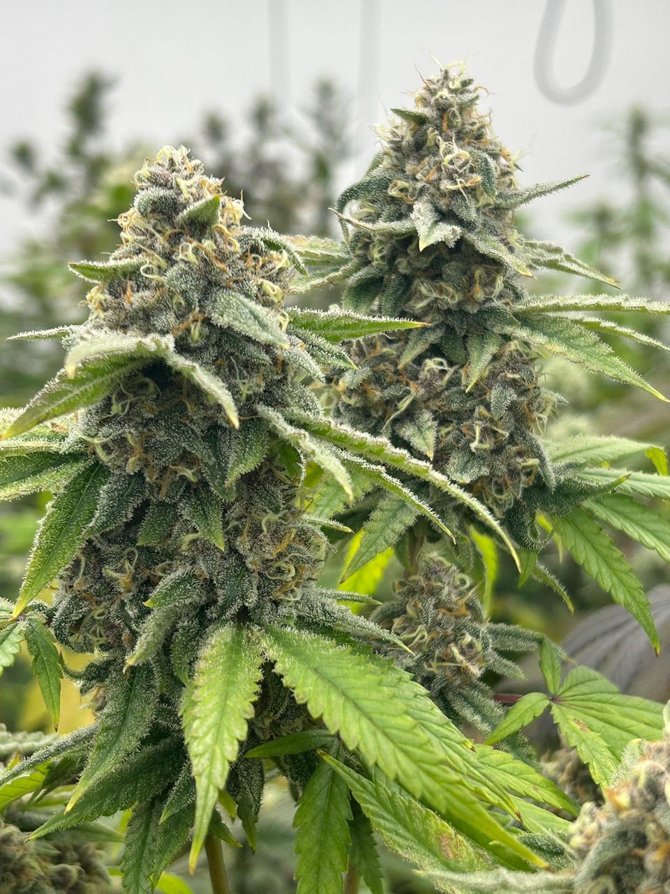 Geneticas-Cannabis-Argentina