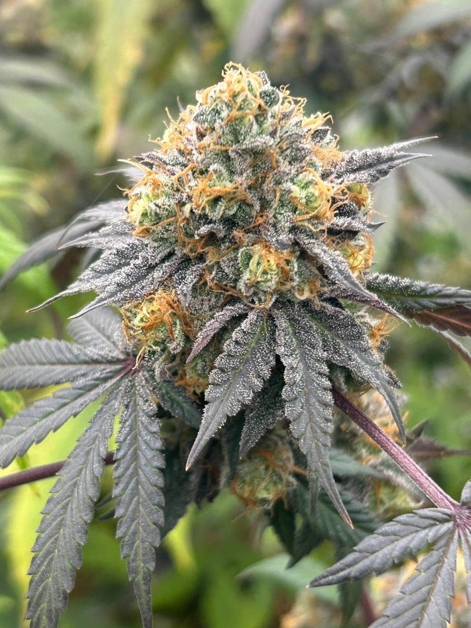 Geneticas-THC-Cannbe