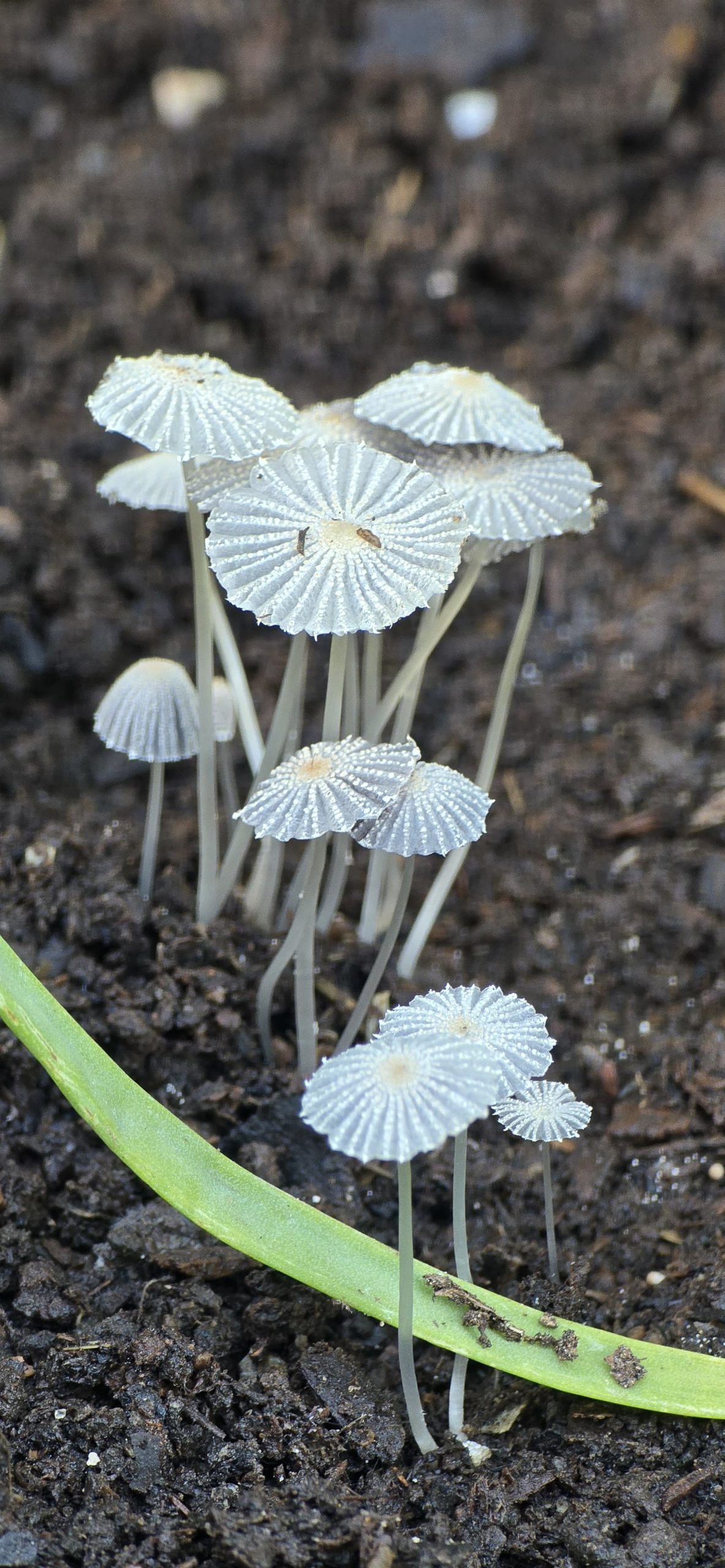 Cultivo en living soil en Chaco - Cannbe