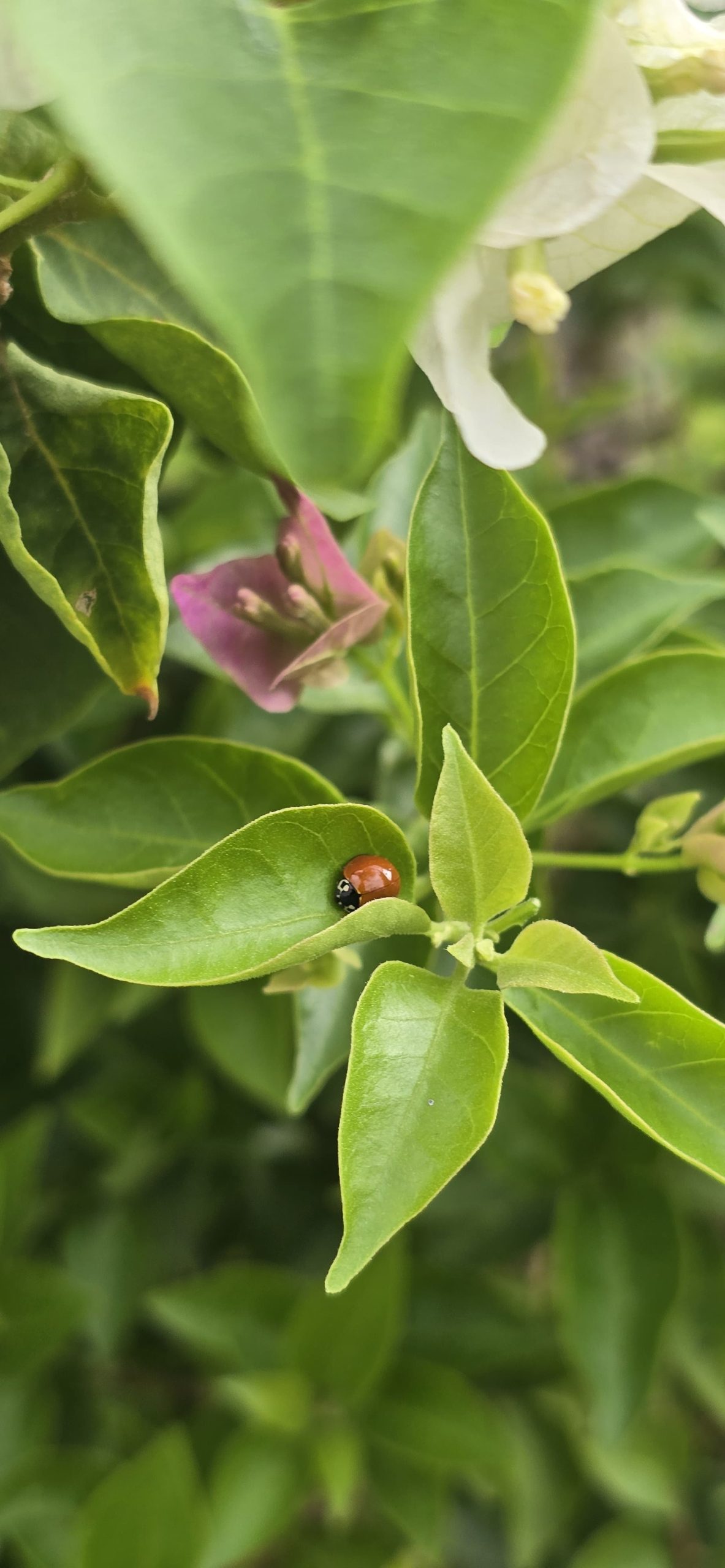 Insectos beneficos en predio - Cannbe