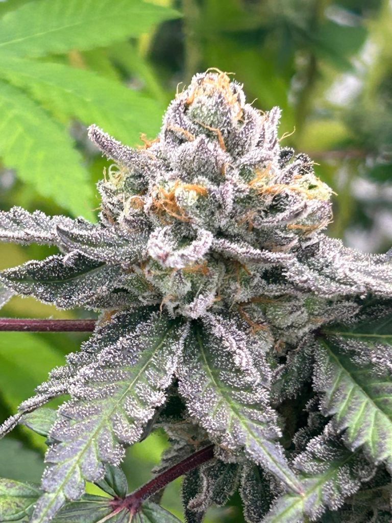 Flores cannabis - Cannbe