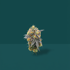 Orange Gulf cultivo orgánico