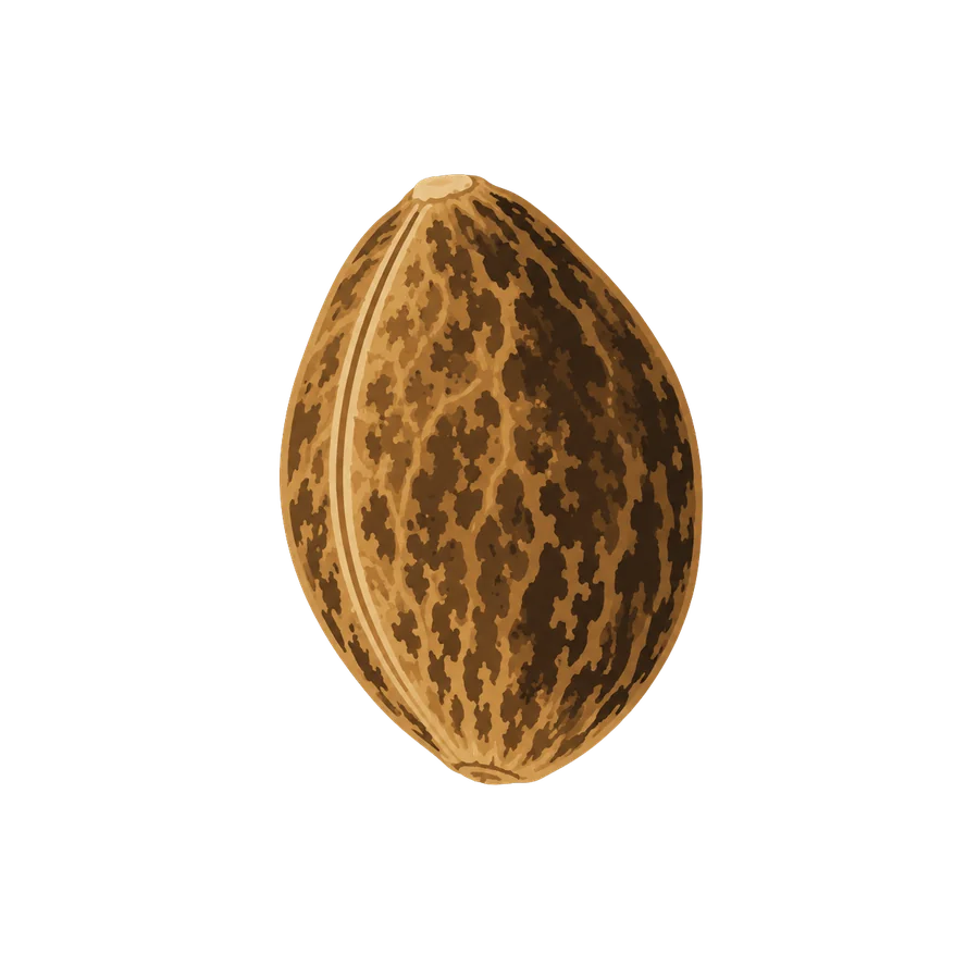 Semilla en reposo