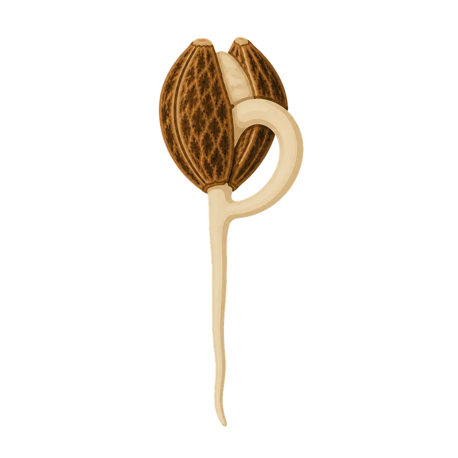 Ramificación de raíces